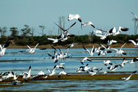 Chincoteague Wildlife