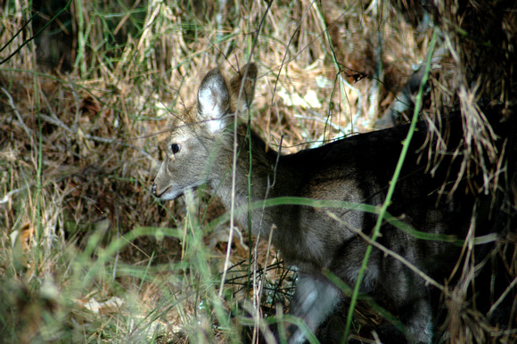 Chincoteague Wildlife