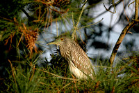 Chincoteague Wildlife