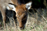 Chincoteague Wildlife