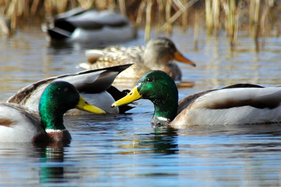 Chincoteague Wildlife