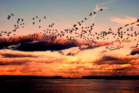 Chincoteague Wildlife