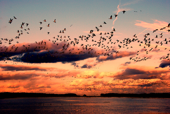 Chincoteague Wildlife