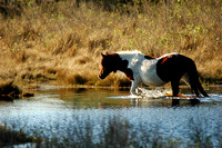 Chincoteague Wildlife