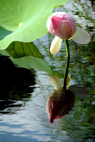 Norfolk Botanical Gardens