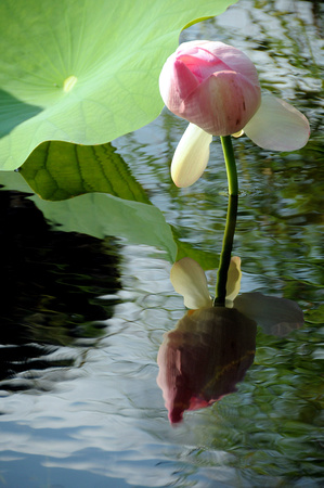 Norfolk Botanical Gardens